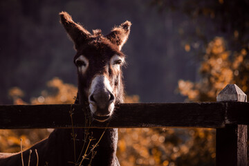 Donkey face in close up