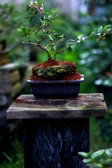 Bonsai is a tree that takes a long time to grow to the desired size