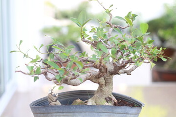 Bonsai is a tree that takes a long time to grow to the desired size