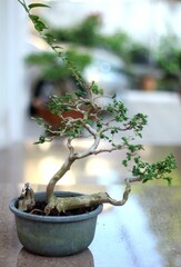 Bonsai is a tree that takes a long time to grow to the desired size