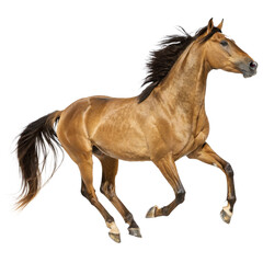 Obraz premium Glossy Light Brown Stallion Running Side Profile, Hyper-Realistic Detail