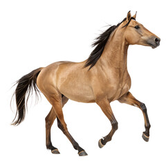 Obraz premium Glossy Light Brown Stallion Running Side Profile, Hyper-Realistic Detail