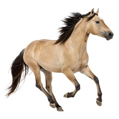 Obraz premium Glossy Light Brown Stallion Running Side Profile, Hyper-Realistic Detail