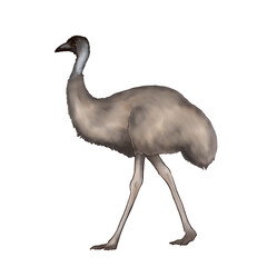 Illustration of a walking emu isolated on white background 