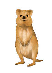 Illustration of a smiling quokka isolated on white background 
