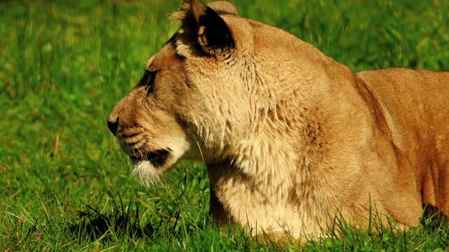 A serene lioness lies in the shade of a zoo enclosure, eyes closed and resting peacefully. Captured with full property release and suitable for commercial use.
