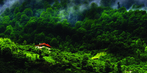 green leaf in the forest