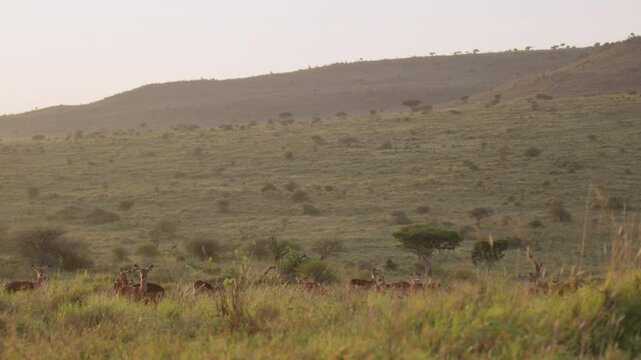 Very wide gimbal parallax of a herd of Impalas (Aepyceros melampus) grazing with grassy savannah and trees in background in sunrise in Kenya