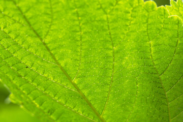 アジサイの葉を光に透かして見る02