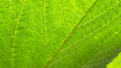 アジサイの葉を光に透かして見る02