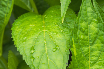 雨に濡れたアジサイの葉07