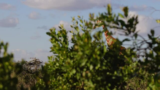 Very wide gimbal tracking of solitary Reticulated giraffe (Giraffa c. reticulata) walking in savannah with birds fly by in morning in Kenya