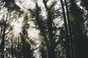 Obraz premium sun shining through trees