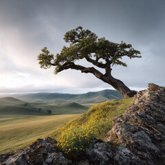Majestic lone tree dramatically leans over a rocky outcrop, overlooking a serene, rolling landscape bathed in soft light.