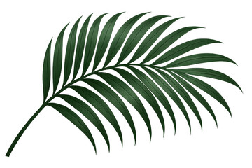 Green palm leaf realistically rendered, transparent background, highlighting botanical summer design element for graphic compositions
