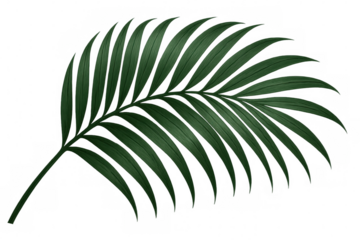 Green palm leaf realistically rendered, transparent background, highlighting botanical summer design element for graphic compositions
