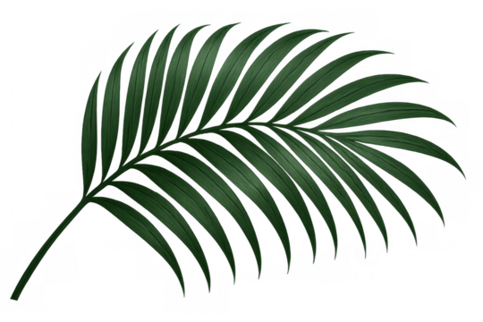 Green palm leaf realistically rendered, transparent background, highlighting botanical summer design element for graphic compositions