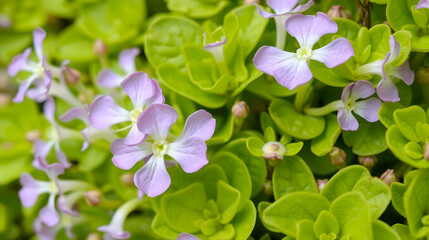 Wall Lettuce (Lactuca muralis). Flowering Capitulum Closeup