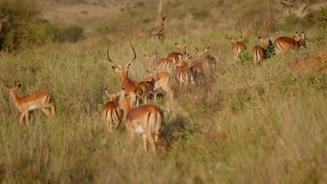 Very wide gimbal parallax of territorial male and herd of Impalas (Aepyceros melampus) grazing in grassland savannah in sunrise in Kenya