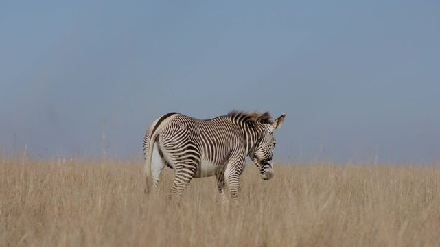 Wide gimbal tracking of a male Plains Zebra (Equus quagga) walking while wagging its tail in the evening in dry Kenyan savannah