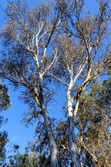 Obraz premium looking up at tall eucalyptus tree in australian bushland