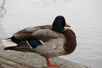 Close-Up of Male Mallard Balancing on Canal Edge in Urban Wetland
