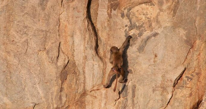 Wide of juvenile Olive baboon (Papio anubis) climbing down a red rock slope in savannah at sunrise in Kenya