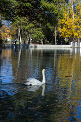 Swans swim in a pond in the park