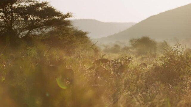 Very wide gimbal parallax of female herd of Impalas (Aepyceros melampus) and one territorial male feeding in grassland in sunrise in Kenya