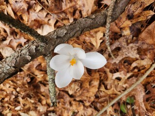 lonely Crocus