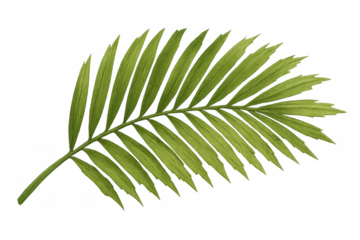 Realistic illustration of a single green palm leaf, isolated on a transparent background, perfect for summer and tropical-themed projects