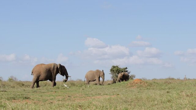 Very wide gimbal tracking of African Bush Elephants (Loxodonta africana) grazing next to Cattle Egrets in the savannah at midday in Kenya 