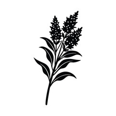 Goldenrod Flower Silhouette Vector Illustration on White Background