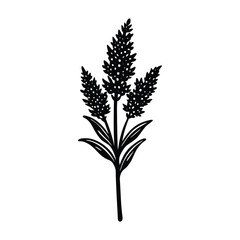 Goldenrod Flower Silhouette Vector Illustration on White Background