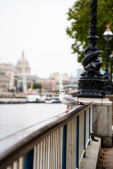 Fototapeta premium Seagull standing on railing by the River Thames with blurred view of St. Paul's Cathedral and London skyline in the background.