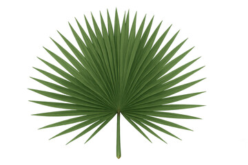 Obraz premium Tropical palm leaf isolated on transparent background, representing summer, nature, and exotic destinations