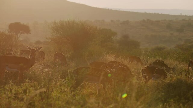 Very wide gimbal parallax of territorial males and female herd of Impala (Aepyceros melampus) grazing in grass savannah in sunrise in Kenya