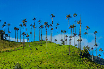 Natural landscape in the Cocora valley near from Salento, Quindio, Colombia. 
