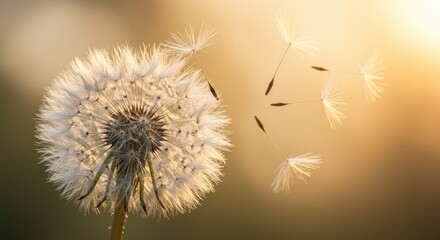 Golden Hour Dandelion Seeds Floating Away in Gentle Breeze: A Breathtaking Nature Photography