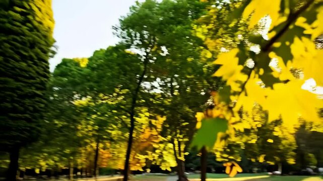Sunlight shining through autumnal maple leaves and samara seed, creating a golden park landscape with trees and grass.