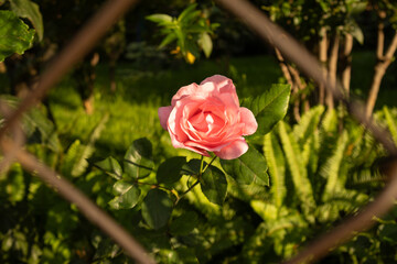 Rose surrounded by bars