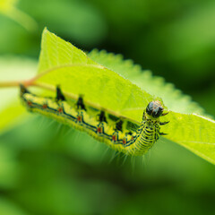 葉の裏に隠れてるフクラスズメの幼虫02