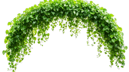 Lush green vine archway against a stark black background