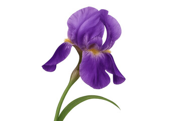 Blooming purple iris flower showcasing vibrant petals and a green stem against a transparent background, highlighting its natural beauty