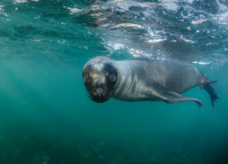 Obraz premium Lobo marino bajo el agua haciendo contacto visual