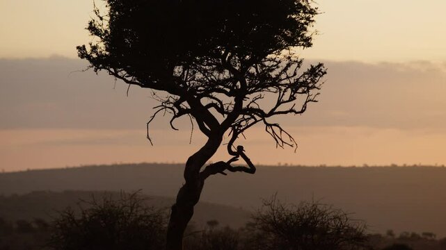 Close-up gimbal parallax right to left of tree in a savannah area with hills and cloud in background with golden sunrise in Kenya
