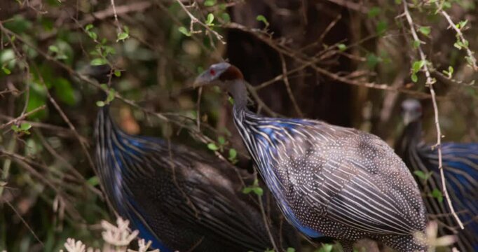Close-up of Vulturine Guinea Fowls (Acryllium vulturinum) bodies sheltering under a thicket in Kenya