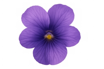 Purple flower blooming, soft petals spreading, studio-captured with crisp details against clean white backdrop