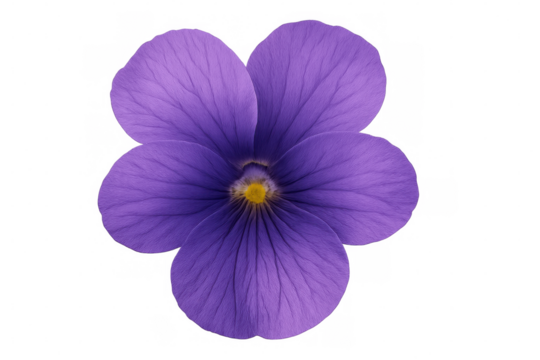 Purple flower blooming, soft petals spreading, studio-captured with crisp details against clean white backdrop