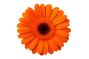 Close-up of a vibrant orange gerbera daisy with a dark center, isolated on a transparent background, showcasing the beauty of nature